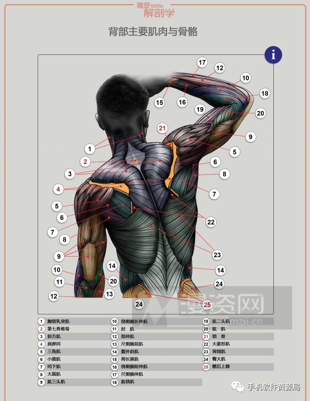學(xué)習資源 | 人類(lèi)形體雕塑解剖學(xué)漢譯彩印全集插圖4