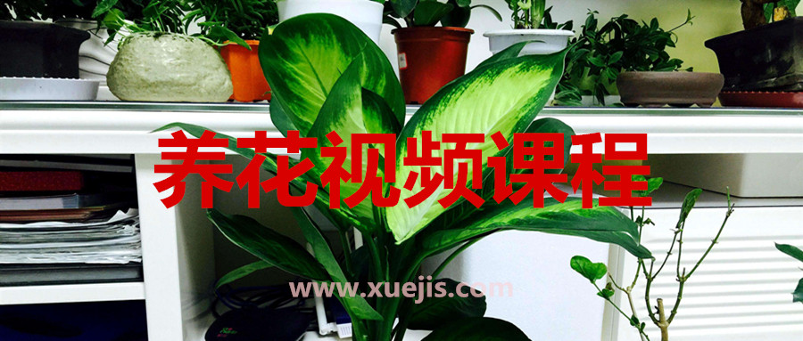 養花視頻課程  百度網(wǎng)盤(pán)插圖