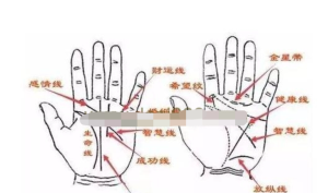 《傳統手相結合西方占星理論》零基礎入門(mén)到精通百度網(wǎng)盤(pán)插圖